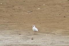 Chroicocephalus ridibundus