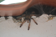 Psalmopoeus