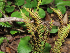 Blechnum microphyllum