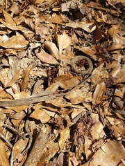 Nerodia sipedon pleuralis