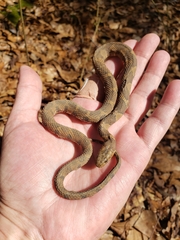 Nerodia sipedon pleuralis