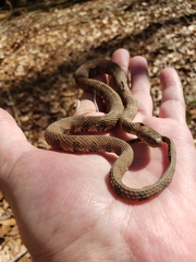 Nerodia sipedon pleuralis