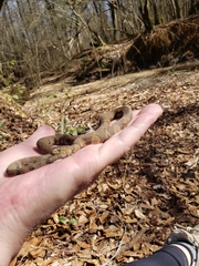 Nerodia sipedon pleuralis