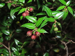 Gaultheria phillyreifolia