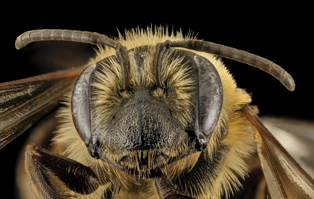 Snowy Mining Bee