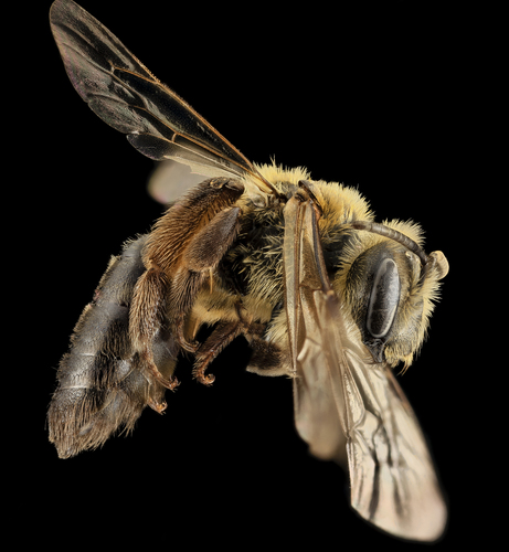 Snowy Mining Bee photo 3