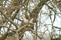 Streptopelia decaocto