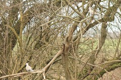 Streptopelia decaocto