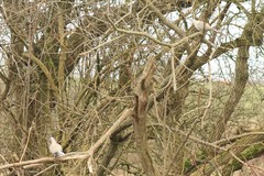 Streptopelia decaocto