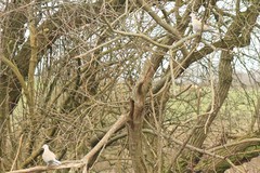 Streptopelia decaocto