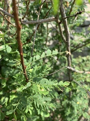 Phyllanthus macranthus macranthus