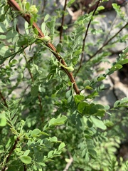 Phyllanthus macranthus macranthus