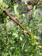 Phyllanthus macranthus macranthus
