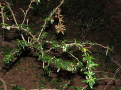 Berberis trigona