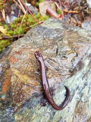 Plethodon elongatus