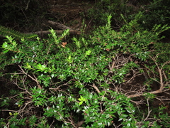 Gaultheria phillyreifolia