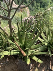 Aloe lutescens