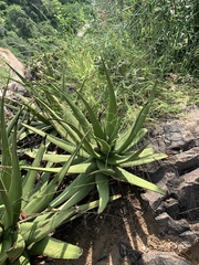 Aloe lutescens