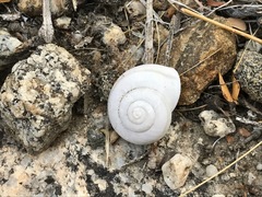 Cahuillus indioensis