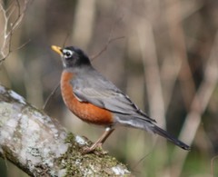 Turdus migratorius