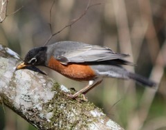 Turdus migratorius