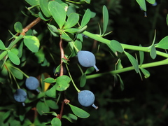 Berberis montana
