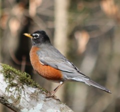 Turdus migratorius