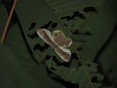 Opisthoxia amabilis