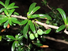 Berberis trigona