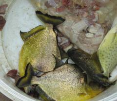 Serrasalmus maculatus