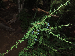 Berberis montana