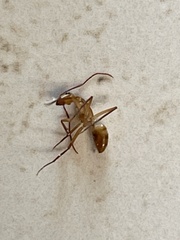 Camponotus variegatus