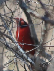 Cardinalis cardinalis