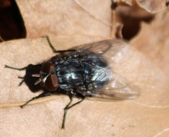 Calliphorinae