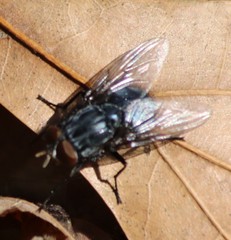 Calliphorinae