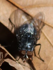 Calliphorinae