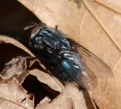 Calliphorinae