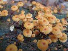 Marasmius coniatus