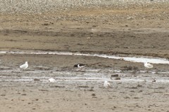 Haematopus ostralegus