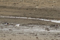 Haematopus ostralegus
