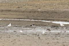 Haematopus ostralegus