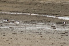 Haematopus ostralegus