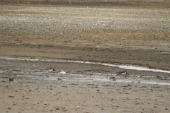 Haematopus ostralegus