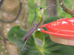 Heliodoxa imperatrix