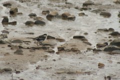 Motacilla alba yarrellii