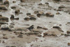 Motacilla alba yarrellii