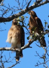 Buteo lineatus