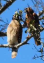 Buteo lineatus