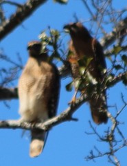 Buteo lineatus