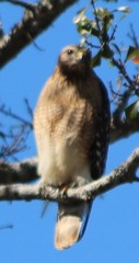 Buteo lineatus